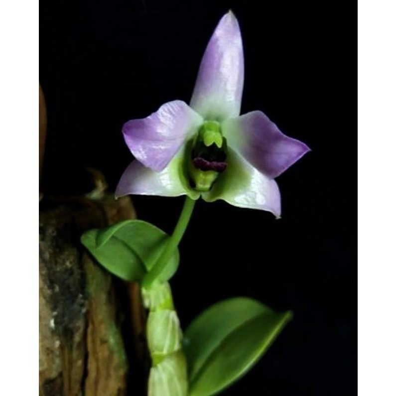噢葉design  "Dendrobium trantuanii 越南扁石斛"  蘭花、塊根植物、圓葉花燭、蔓綠絨