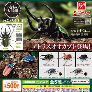 【盧卡斯偷椅子】現貨 正版 BANDAI 萬代 生物大圖鑑 獨角仙 06 P6 第六彈 扭蛋 轉蛋