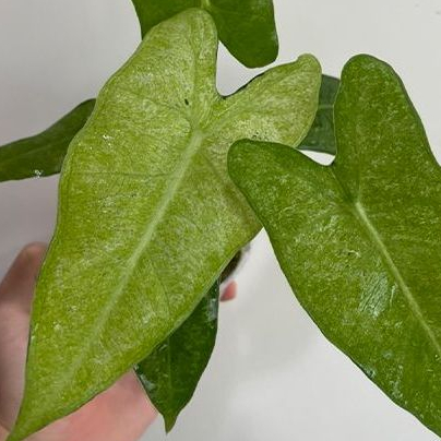 薄荷斑 絨葉 觀音蓮 Alocasia micholitziana 雨林 觀葉 斑葉 網紅 IG 室內 植物 小李植栽