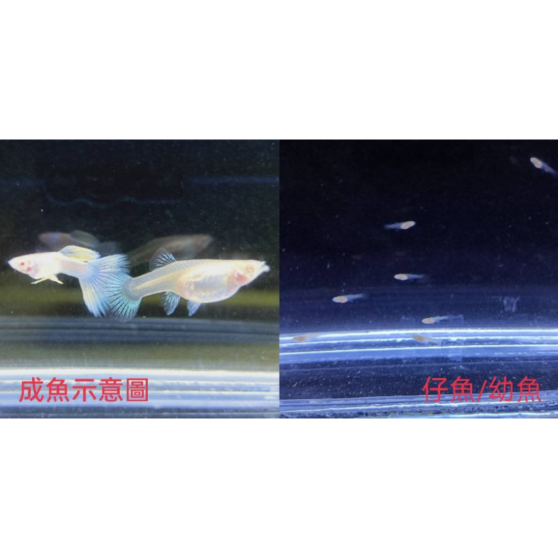 魚~~粉紅禮服白子孔雀魚-仔魚/幼魚