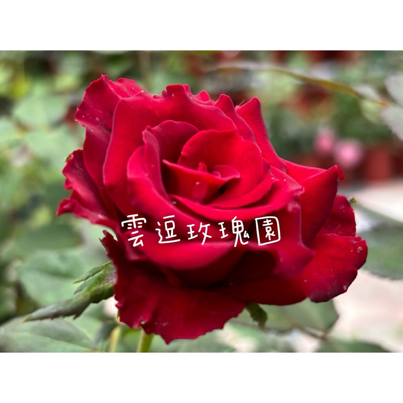 玫瑰花🌹無刺.紅玫瑰易種植.Rhodes羅德玫瑰花🌹使用玫瑰專用土