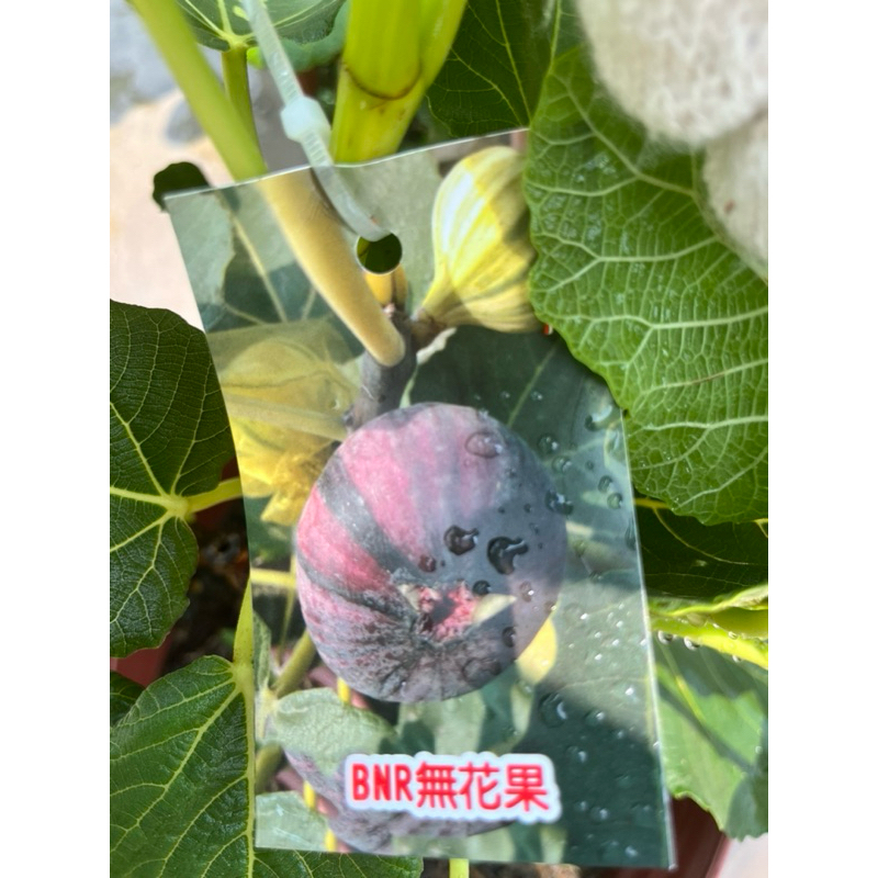 霏霏園藝 NR無花果BNR無花果每特價550元