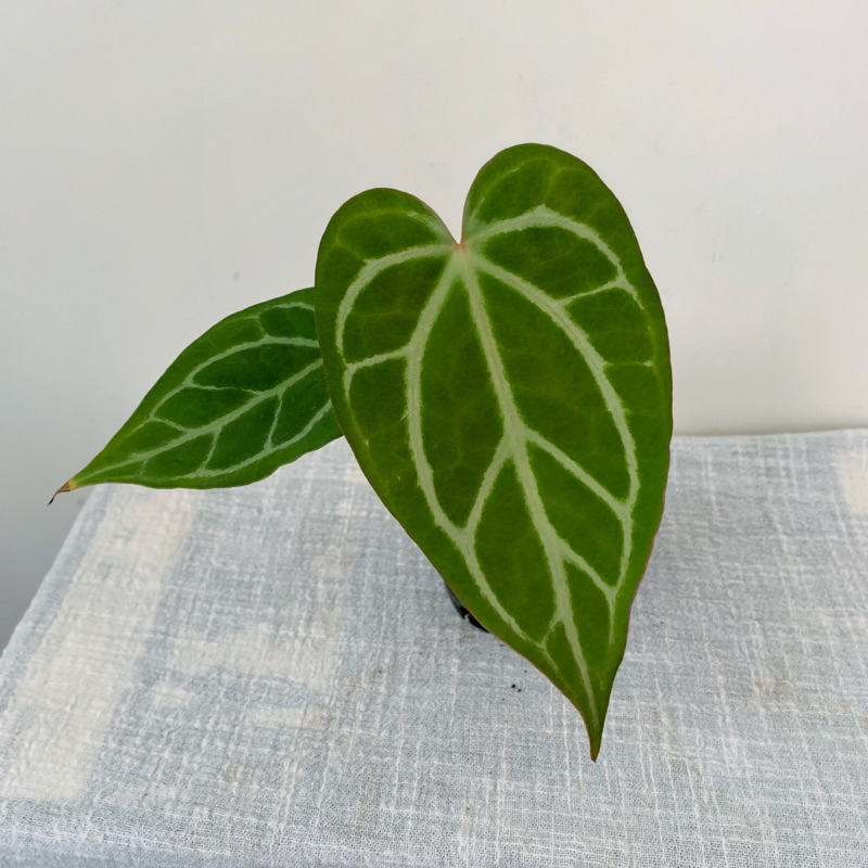 華麗x 印尼水晶 / 火鶴交種 / anthurium hybrid / 一物一拍