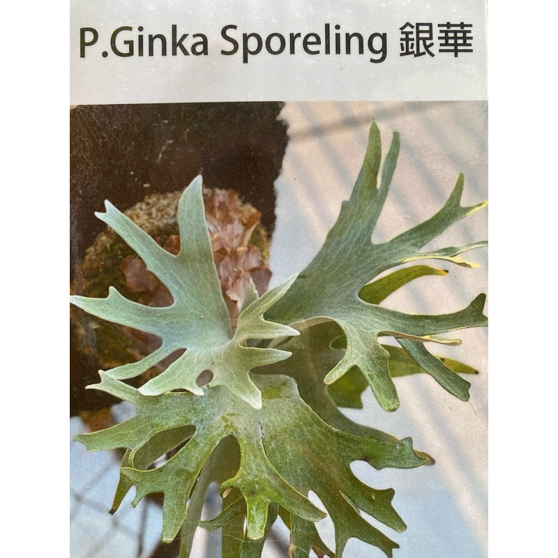 [蕨的想買就買] P.Ginka Spore 銀華孢子苗 鹿角蕨 孢子苗 盆栽 植栽 植物 蕨類