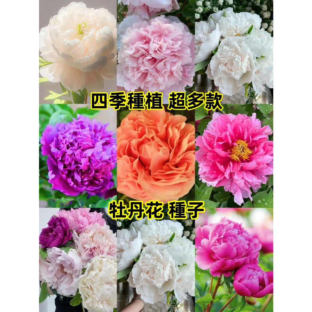 🔥牡丹花種子🔥 多款牡丹花種子 牡丹王種子 貴妃牡丹 四季種植  牡丹花種子