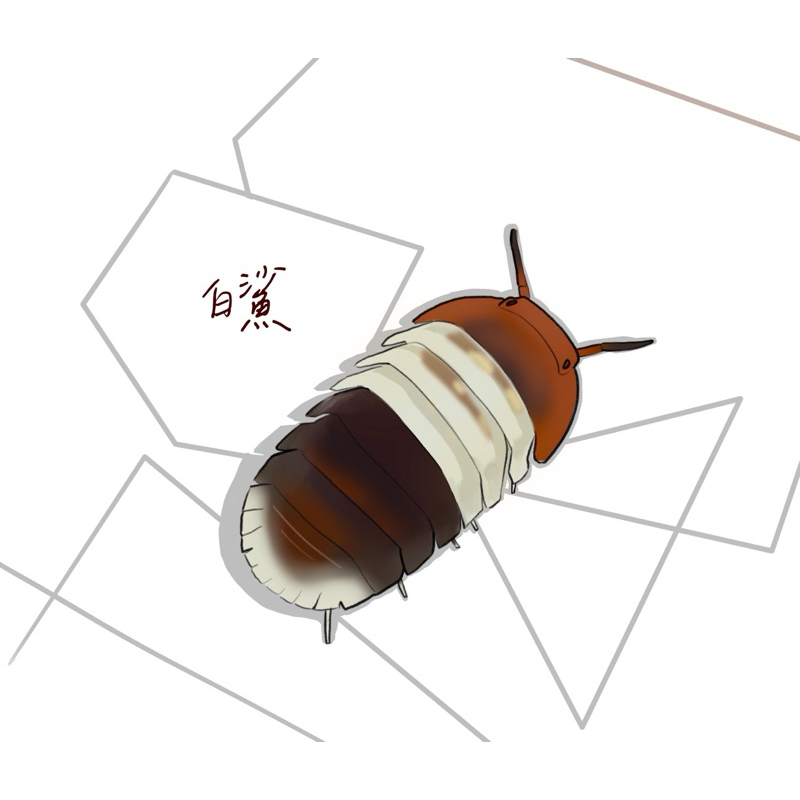 【微笑鼠餅】 白鯊鼠婦/可愛插畫/護貝相片/文創小物/客製化設計