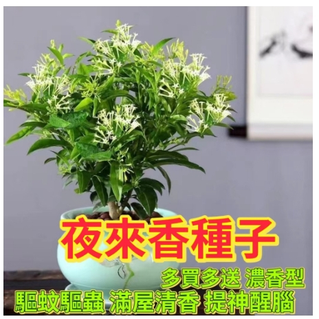 🔥夜來香種子🔥驅蚊蟲植物 新手易種 精選夜來香種子 驅蚊蟲植物 濃香型花卉室內外凈化空氣 驅蚊草