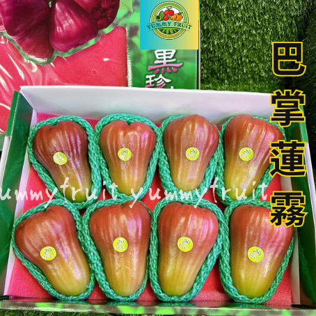 巴掌蓮霧高雄六龜產地清甜多汁皮薄特選禮盒 2 kg 7顆-10顆- YUMMY FRUIT