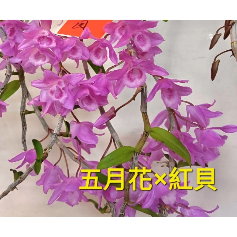 [超特價14]🌹五月花×紅貝石斛蘭苗🌹春天開花