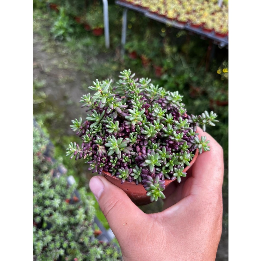 紫米飯  多肉植物 觀葉植物 室內裝飾植物 3吋盆