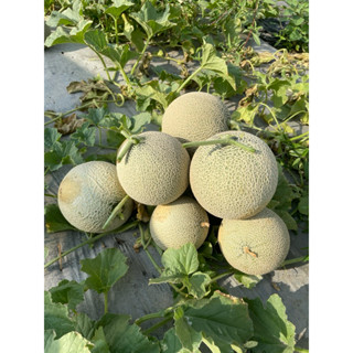 網紋洋香瓜 哈密瓜 送禮 鮮果 禮盒 新鮮 水果 蔬果 洋香瓜/20斤