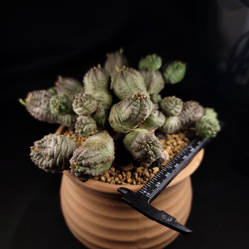 [仙人掌花園] 大戟 仮面圓麒麟 Euphorbia pseudoglobosa