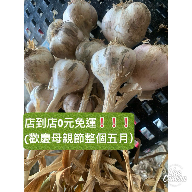 蒜頭 台灣蒜頭 當季嗆辣（全乾蒜大中小混一斤99