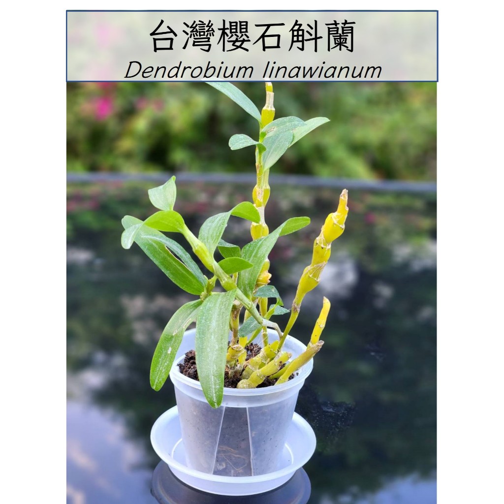 八寶園藝 台灣櫻石斛蘭 蘭花 石斛蘭 稀有原生蘭 蘭花盆栽 含盆寄 數量有限