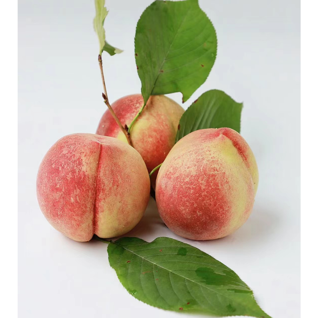 桃樹桃子種子 矮化 水 蜜桃 蟠桃多品種桃類 鷹嘴桃 血桃黃桃 白桃庭院種植可盆栽