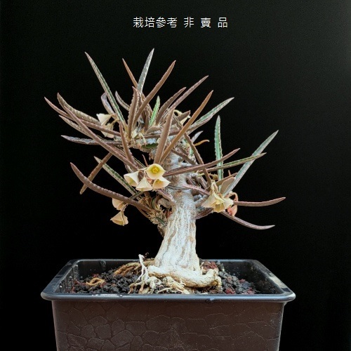 不知名大戟~Euphorbia(2.5吋，裸根，近似Euphorbia waringiae)