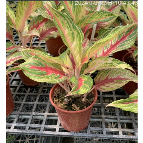 一禪種苗園-葉面顏色非常亮麗顯眼<火狐狸粗肋草>多年生草本植物- 5吋盆/ANNY