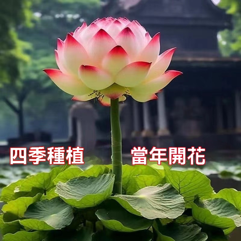 新款碗蓮花種子【觀音蓮】香水水培 水養 睡蓮 碗蓮 荷花 花卉缸池塘蓮花種子多年生 四季種植