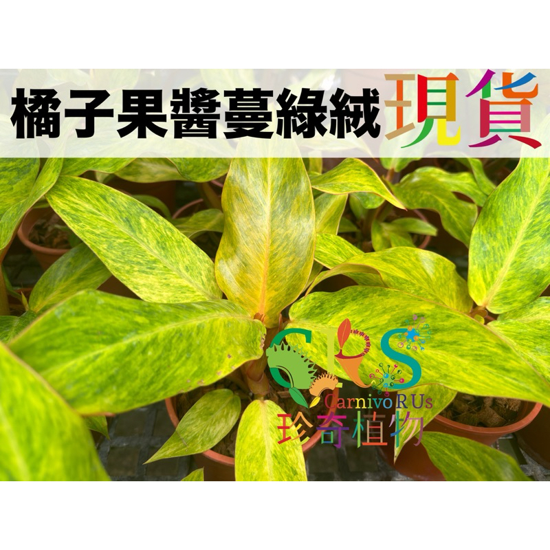 橘子果醬 蔓綠絨 五吋盆寄出 觀葉植物 簡單好種 雨林 觀葉﹝珍奇植物 CarnivoRUs﹞