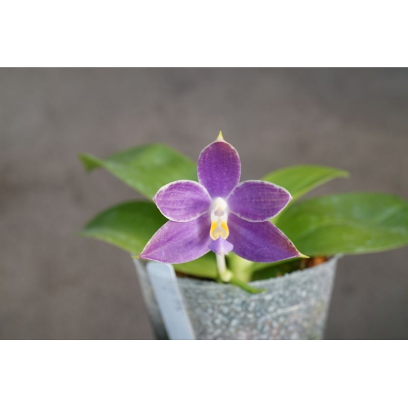 交配種紫色珍奇蝴蝶蘭 有香氣