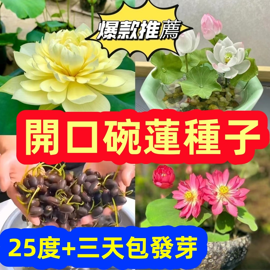 🍁💥【開口碗蓮種子】碗蓮種子水培四天發芽包成活包開花迷你睡蓮遇水就活 荷花種藕苗 庭院水耕觀賞花卉 庭院陽臺種植魚缸造景