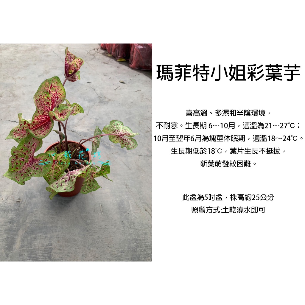 心栽花坊-瑪菲特小姐彩葉芋/彩葉芋/5吋盆/觀葉植物/室內植物/售價300特價250