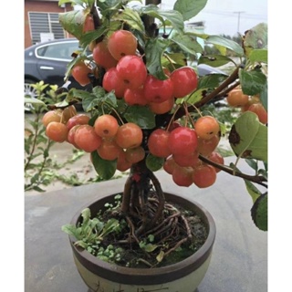 櫻桃種子 車厘子種子 四季種植 庭院水果種籽 水果櫻桃種子