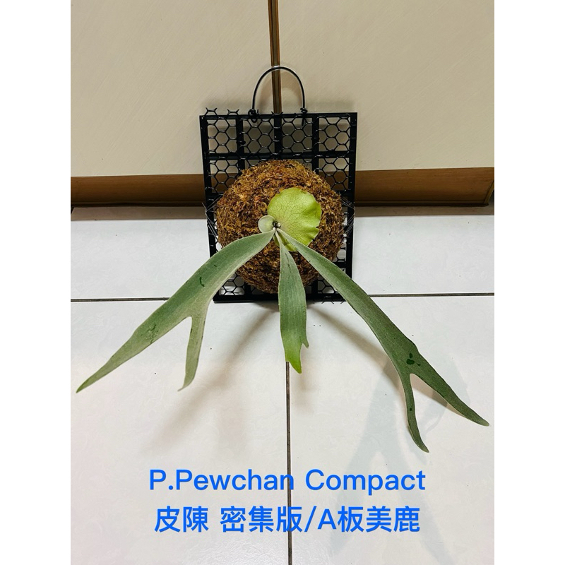 《EZ植鹿樂🦌》售上板美鹿側芽P.Pewchan Compact皮陳 康貝特/密集版，根團留大，穩定生長，芽頭正常。