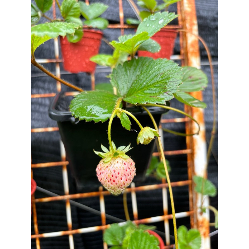 花草園地  一年一度草莓季即將登場了 日本雪兔白草莓走莖苗