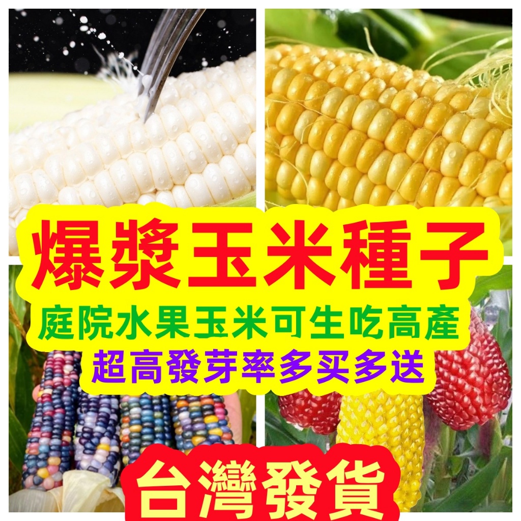 💥💥【免運大熱銷】玉米種子 白龍王水果玉米玉米種子系列水果玉米 玉米筍 糯玉米 超甜玉米