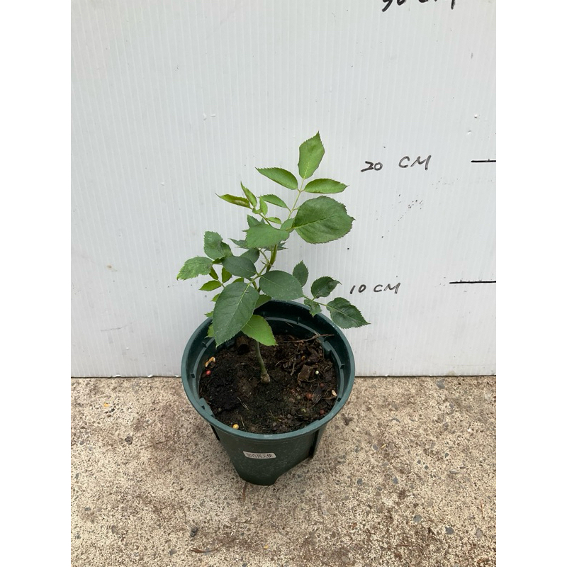 加百列大天使玫瑰花苗