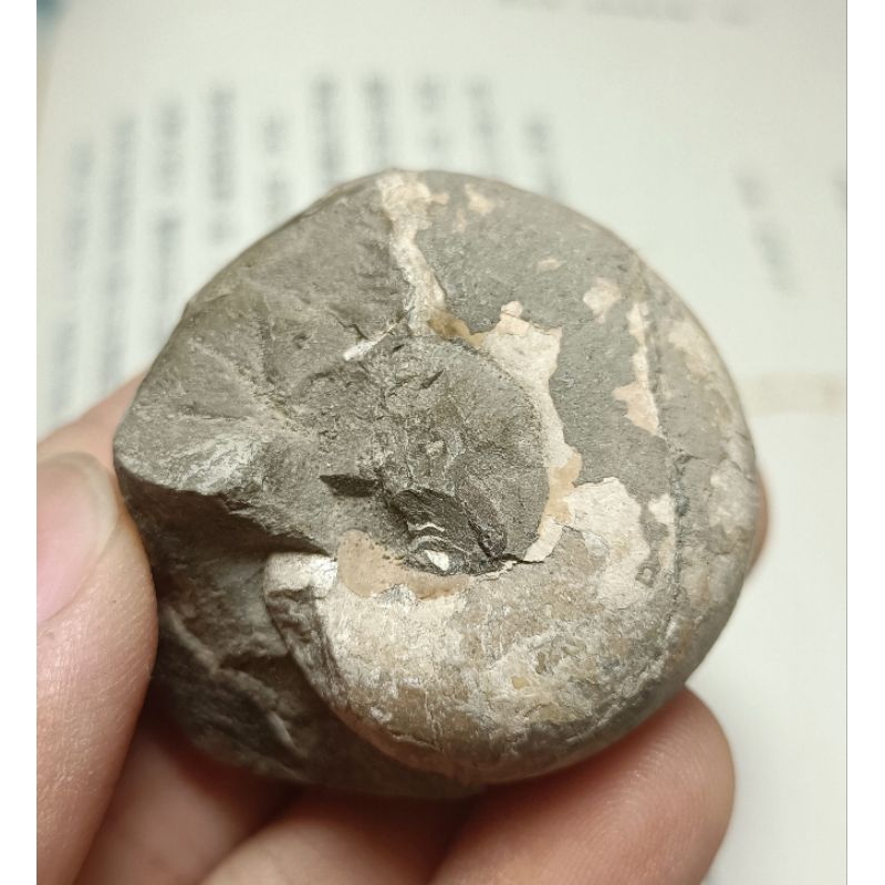 [程石] 日本北海道  未清修菊石化石原石(2)