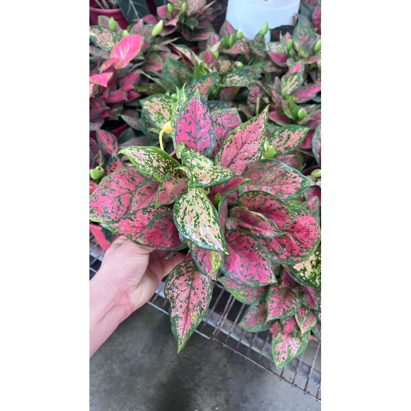 頂耀園藝 亞曼尼粗肋草 5吋盆