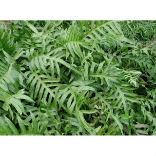 苔鑽🍀蕨類植物 水龍骨科大小約3～10cm/蕨類植物/蕨類小品/療癒/觀葉植物/上板植物/居家飾品/盆栽/造景/空氣清淨