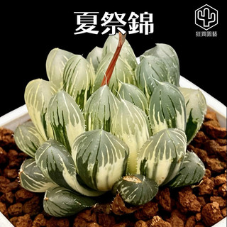 多肉植物 ハオルチア OMオブツーサ錦糊斑 （多肉植物 ハオルチア