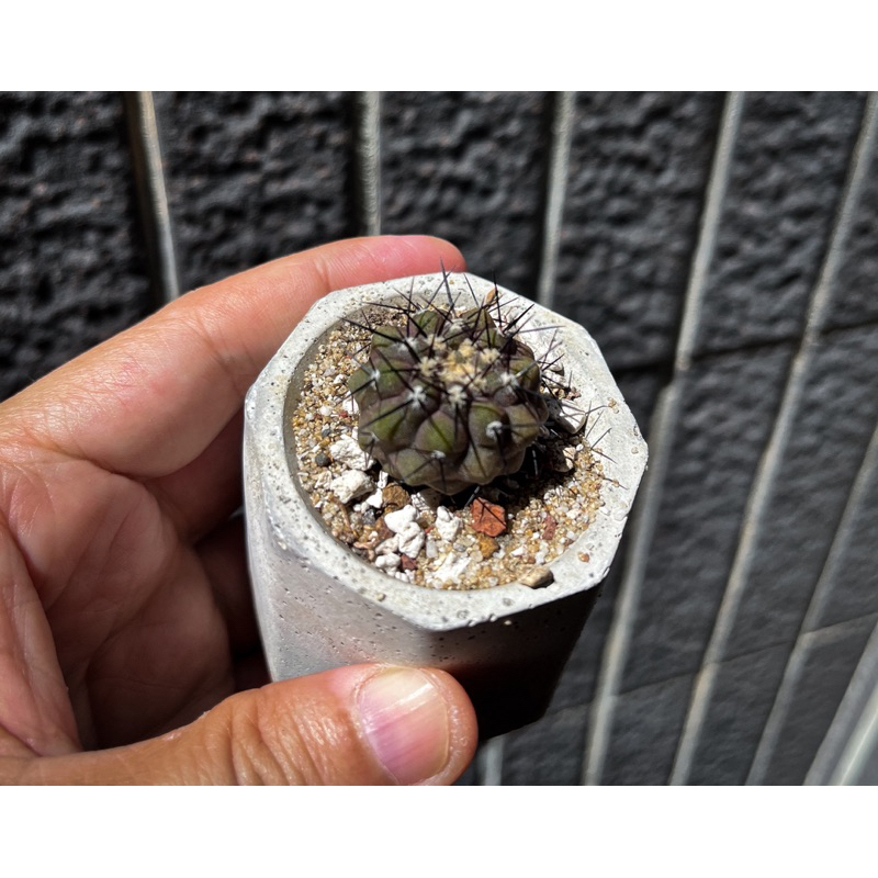 稀有仙人掌🌵黑王丸，2.5公分不含刺
