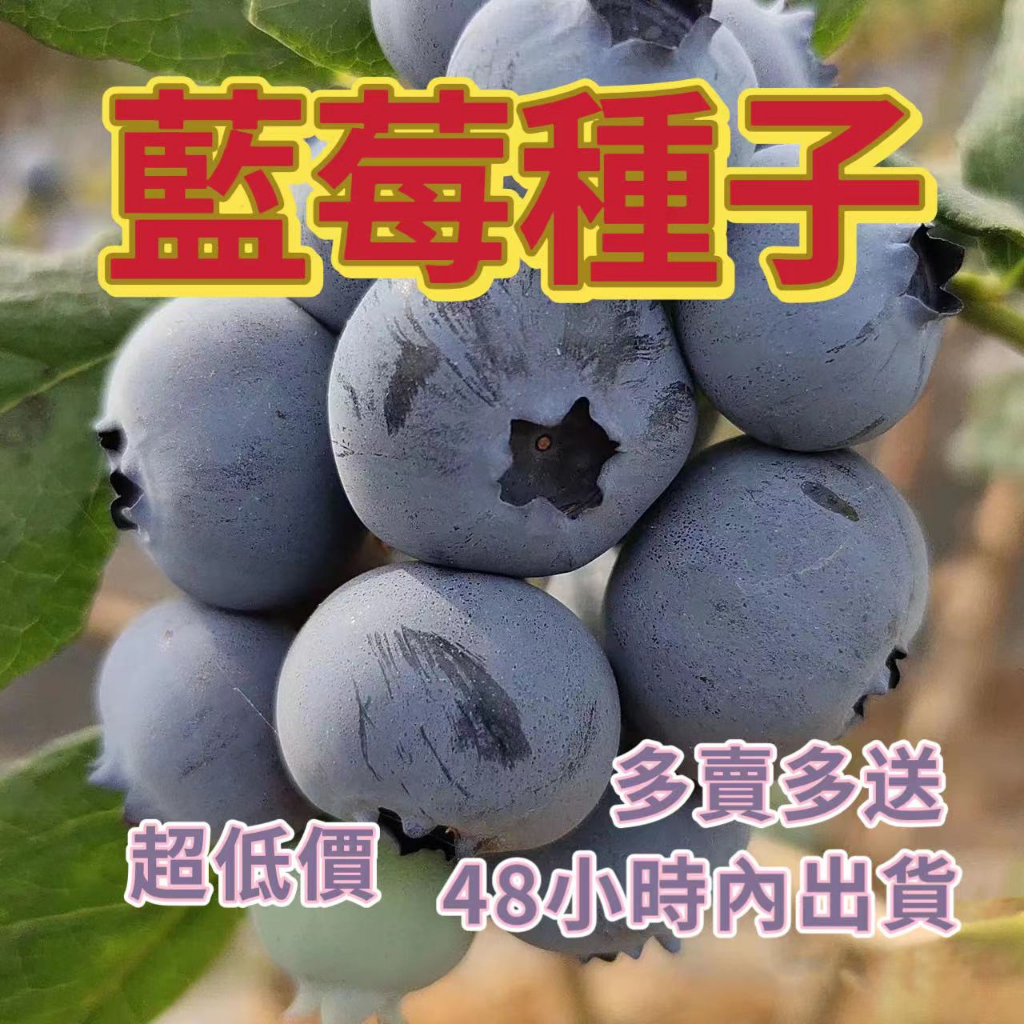 🌱🌱【藍莓種子】 四季可種多年生長 藍莓種子 庭院陽台盆栽種植 速發