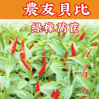 綠橡萵苣 【農友種苗】 綠橡萵苣種子 農友種苗蔬菜種子 baby菜 播種期秋-春季 20天即可採收