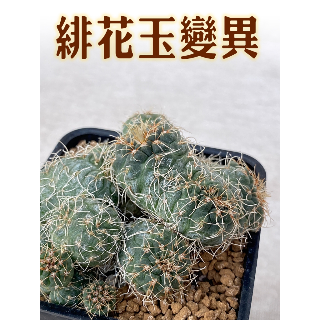 緋花玉綴化的價格推薦- 2025年12月| 比價比個夠BigGo