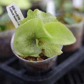 細菌+DIVER鹿角蕨 孢子苗 2吋盆 蕨類植物 鹿角蕨上板 觀葉植物 園藝 植栽 陽臺植物 盆栽【阿金的便秘花園】