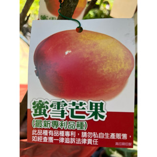 蜜雪 芒果｜4吋苗植袋～有嫁接的果樹苖木⋯