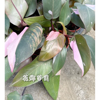 《花鄉苗圃》 粉紅公主蔓綠絨