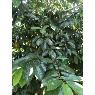 [綠映] 🔸新鮮現採🔸刺果番荔枝 紅毛榴槤/Lá mãng cầu gai /不使用農藥、化肥