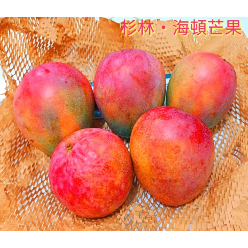 杉林 海頓芒果㊣ 自產自銷，無農藥㊣ 一斤55