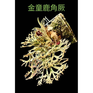 虎*介様 P. willinckii '金童'Golden boy sporel 虎*介様 P. willinckii '金童'Golden boy sporel