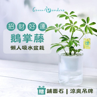 Green Pandora 鵝掌藤盆栽 鵝掌木 招財植物 空氣淨化 光汐吸水盆栽 懶人盆栽 室內植物 辦公室盆栽