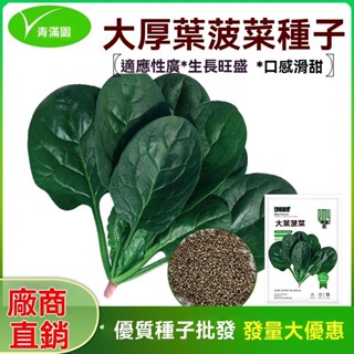 【買5送一】菠菜種子 大葉菠菜 小葉菠菜種子 超高發芽籙耐熱菠菜籽種 四季秋季農家青菜種子 蔬菜種子 發芽率99%