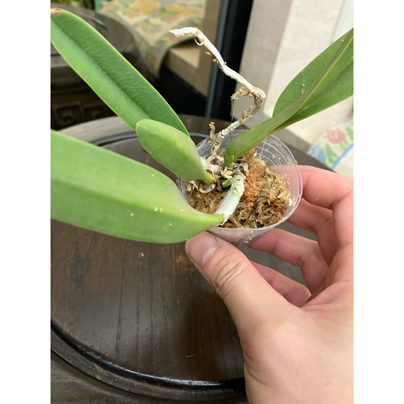 蘭花Brassavola glauca小豬哥