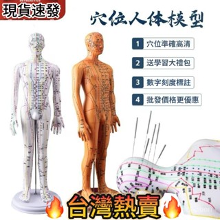 臺灣出貨🔥人體模型 人體針灸模型人經絡穴位中醫全身十二銅人模特圖練習小皮人可紮針 穴位人體模型 銅人模型 經絡模型
