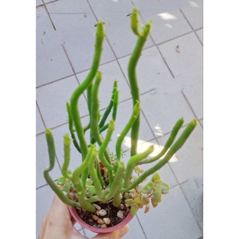 珊瑚大戟  白銀珊瑚 3吋/多肉植物/大戟科-大戟屬 組盆必須